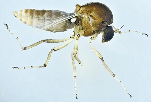 Ceratopogon sp.